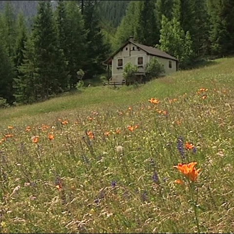 Quel mazzolin di fiori - FFDL