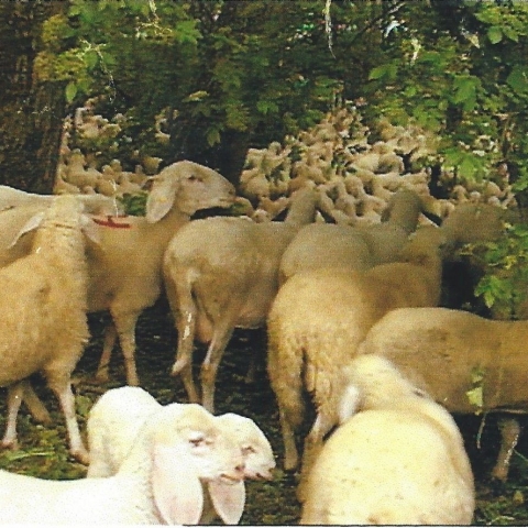 Dall'Adige al portuale con i pastori magonara - FFDL