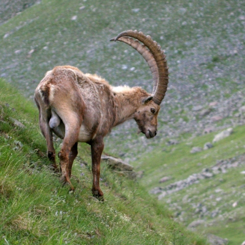 Der Alpenkönig kehrt zurück - FFDL