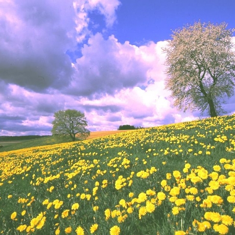 Die Blumenwiese - FFDL