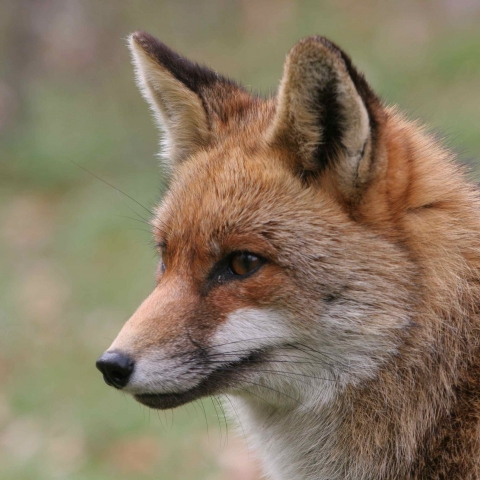 Sur les traces du renard - FFDL