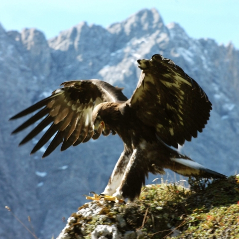 Zwischen Bayern und Tirol - Natur im Karwendel - FFDL