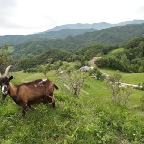 VOCI DALLA VAL MONTONE - FFDL