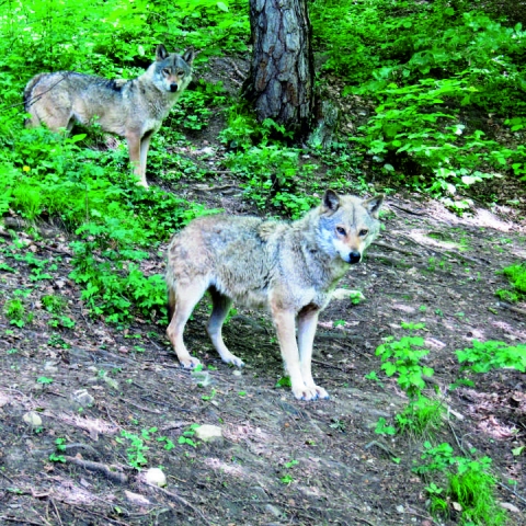 WELT DER TIERE – WOLFSLIEBE - FFDL