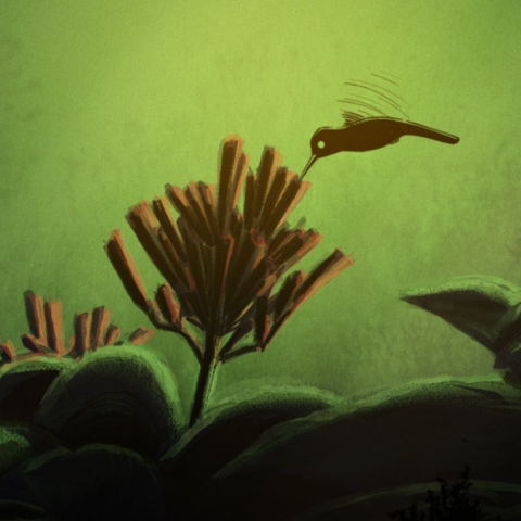 LA LÉGENDE DU COLIBRI - FFDL